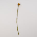 Felt Craspedia Stem